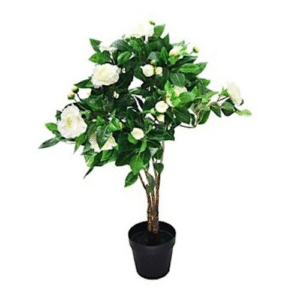 Camelia Bush