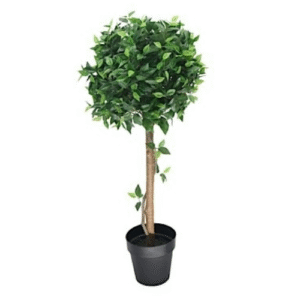 Ficus Tree